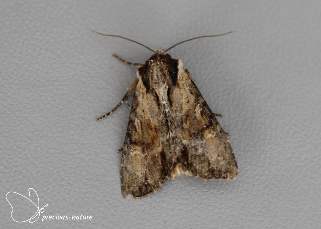Clouded-bordered Brindle - 2024