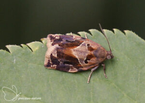 Gevlamde bladroller - 2024