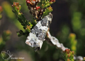 Tweepuntige lijnbladroller - 2024