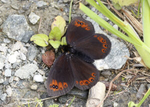 Zuidelijke erebia - 2024