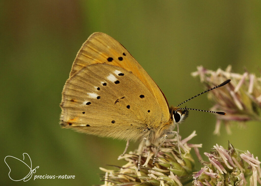 Scarce Copper - 2024