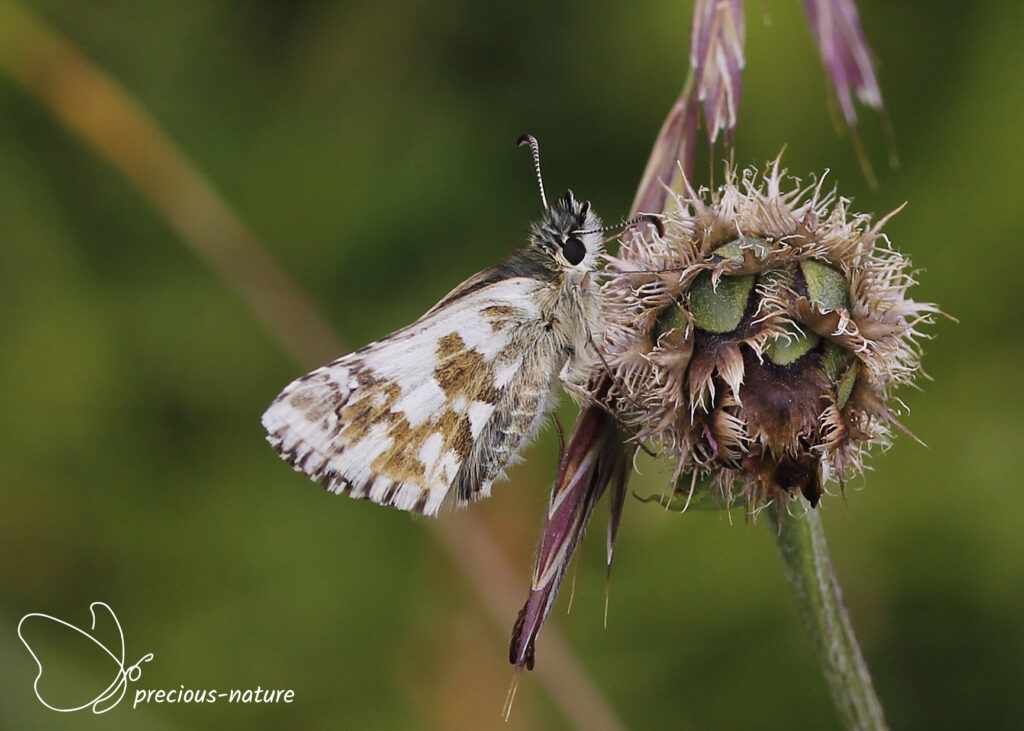 Large Grizzled Skipper - 2024