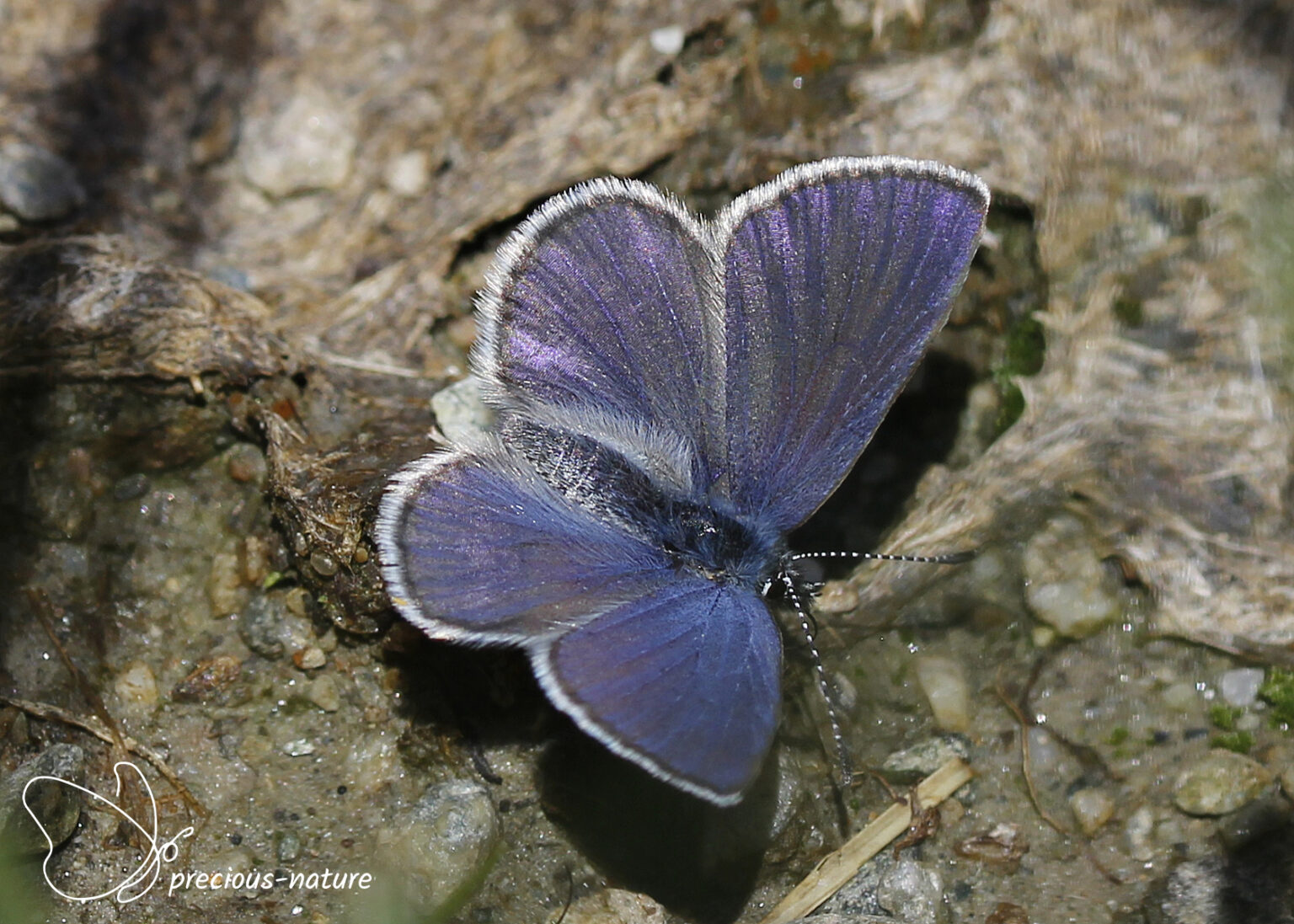 Blauwtjes | De wondere wereld voor natuurliefhebbers