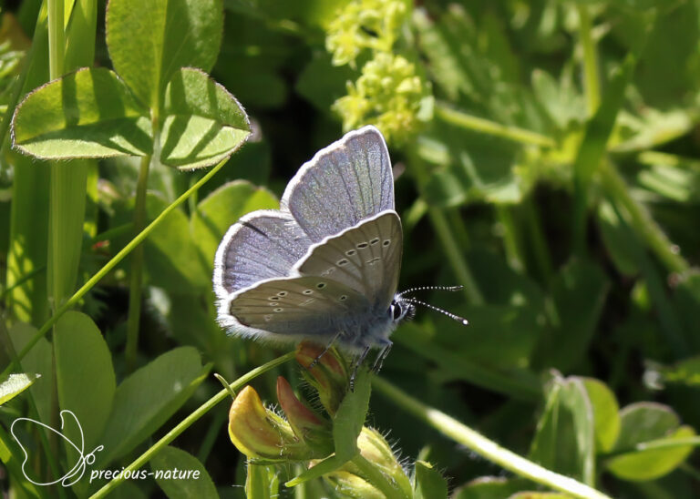 Blauwtjes | De wondere wereld voor natuurliefhebbers