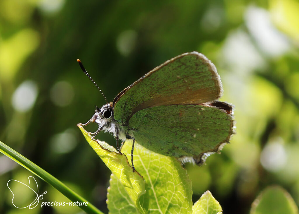 Green Hairstreak - 2024