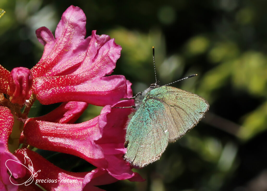 Green Hairstreak - 2024