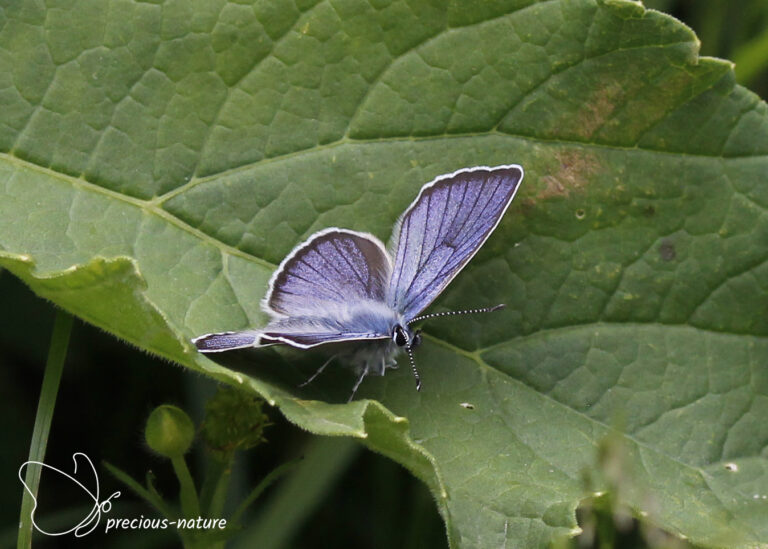 Wat Zijn Blauwtjes Voor Diertjes