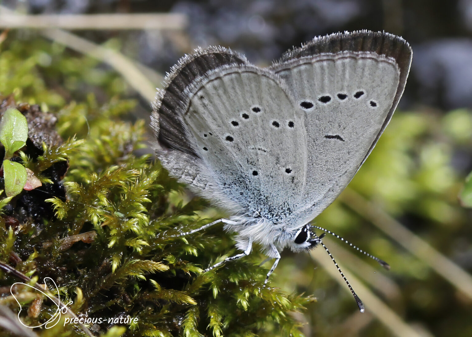 Blauwtjes | De wondere wereld voor natuurliefhebbers