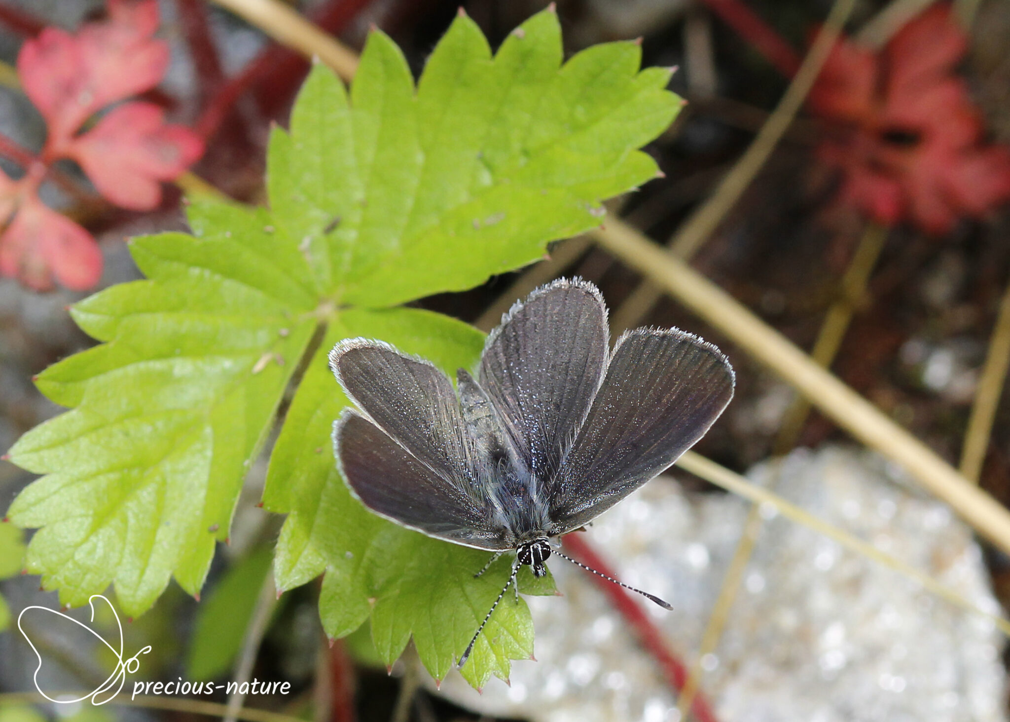 Blauwtjes | De wondere wereld voor natuurliefhebbers