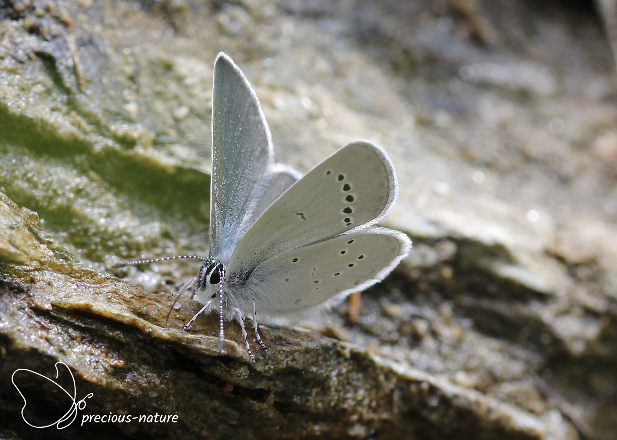 Blauwtjes | De wondere wereld voor natuurliefhebbers