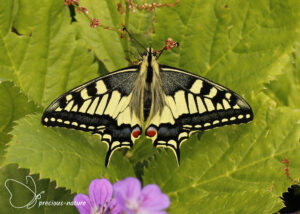 Swallowtail - 2024