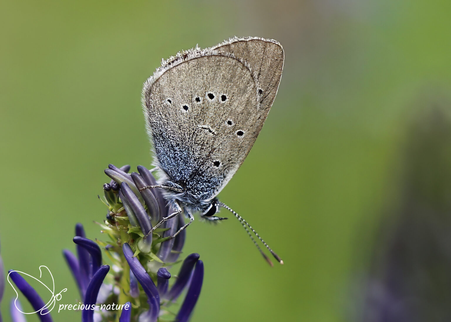 Blauwtjes | De wondere wereld voor natuurliefhebbers