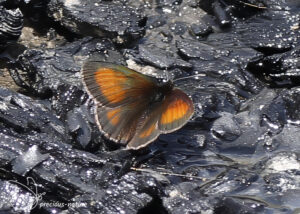 Alpenzijde erebia - 2024