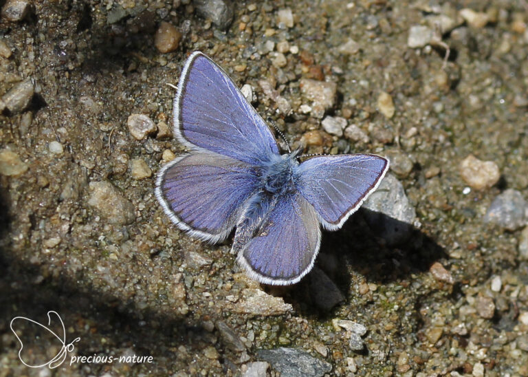 Blauwtjes | De wondere wereld voor natuurliefhebbers