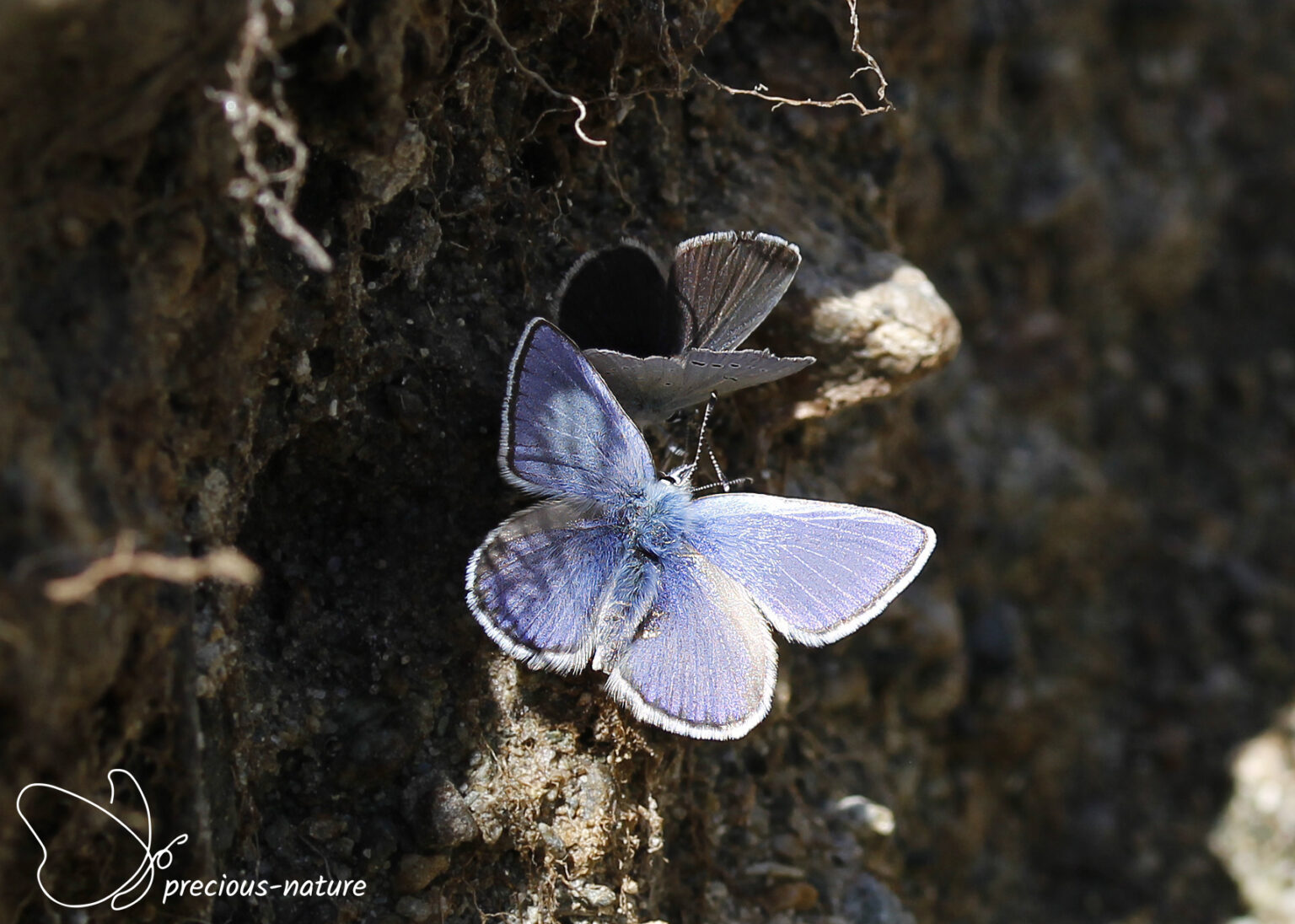 Blauwtjes | De wondere wereld voor natuurliefhebbers