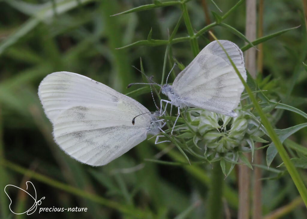 Wood White - 2024