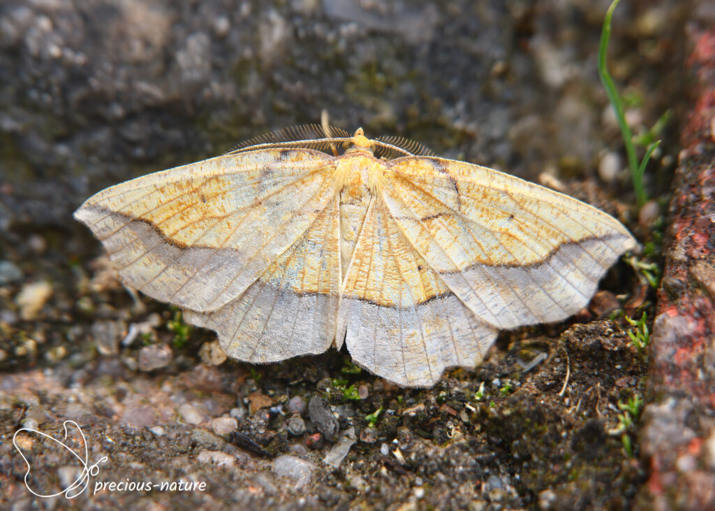 Bordered Beauty - 2019