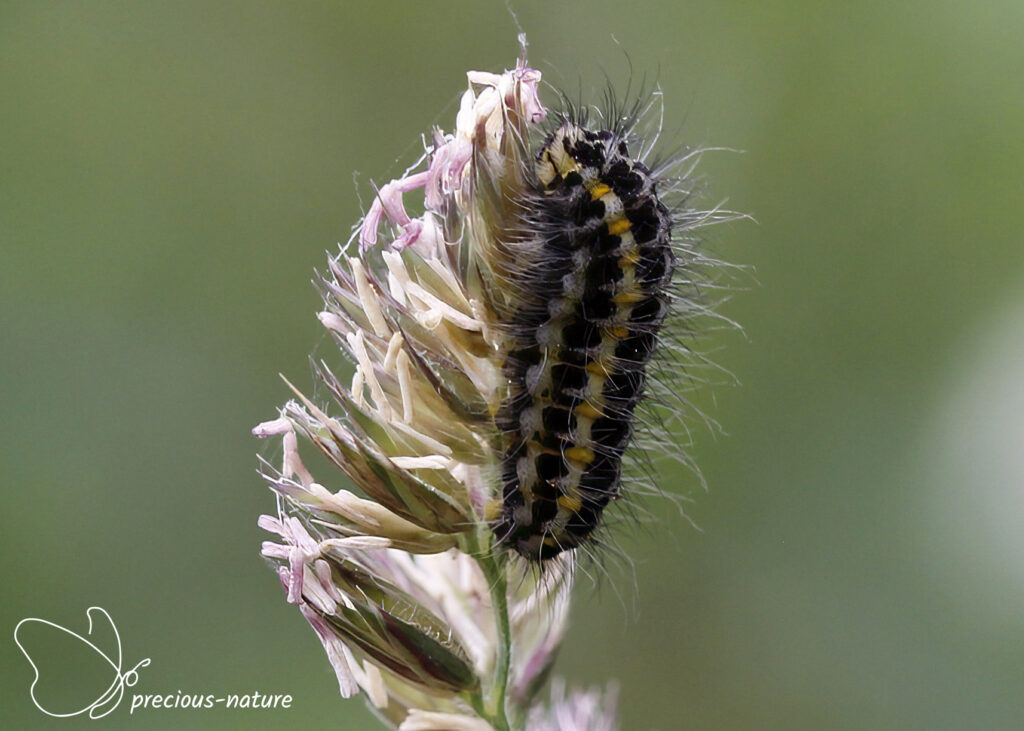 Narrow-bordered Five-spot Burnet (caterpillar)