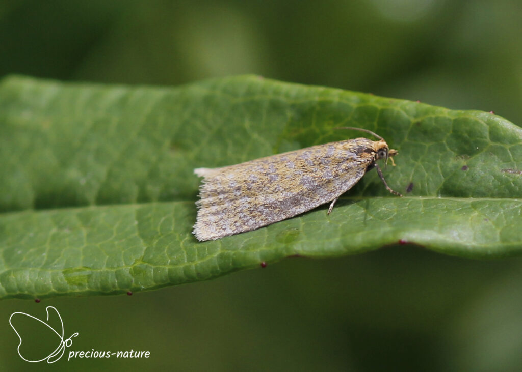 Wood-rush Tortrix - 2024