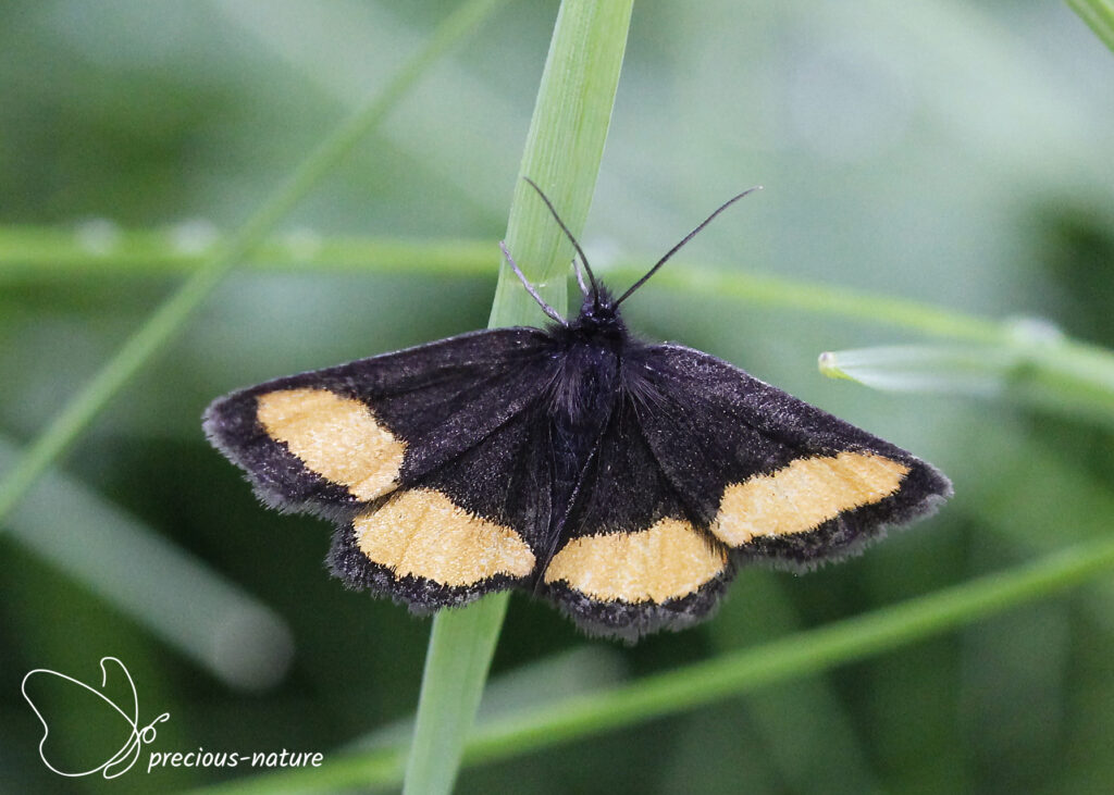 Yellow-bordered Beauty - 2024