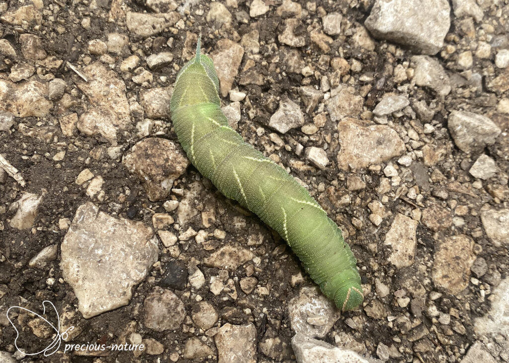 Eyed Hawkmoth (caterpillar) - 2024
