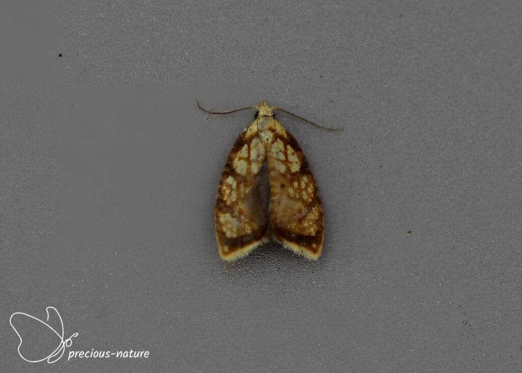 Yellow Rose Tortrix - 2025