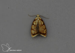 Yellow Rose Tortrix - 2025