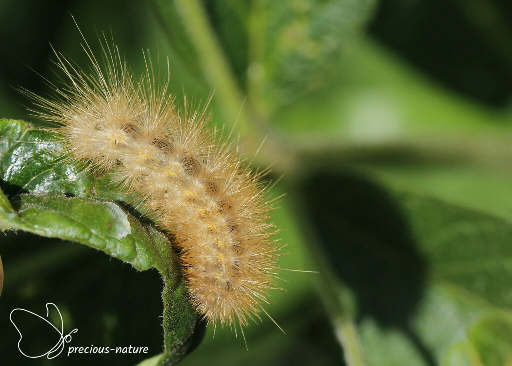 Ruby Tiger (caterpillar) - 2025