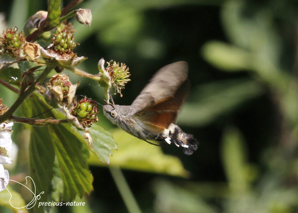 Humming-bird Hawk-moth - 2025