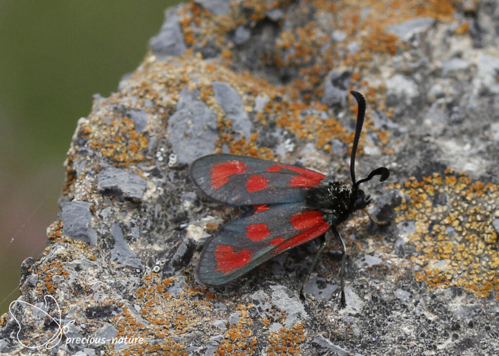 Slender Scotch Burnet - 2025