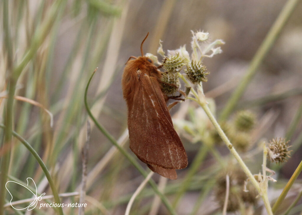 Malacosoma alpicolum - 2025
