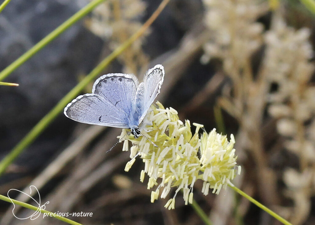 Baton Blue - 2025