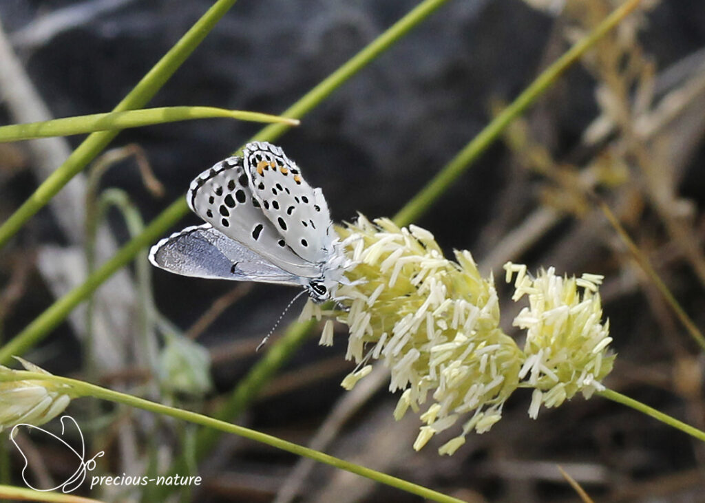 Baton Blue - 2025