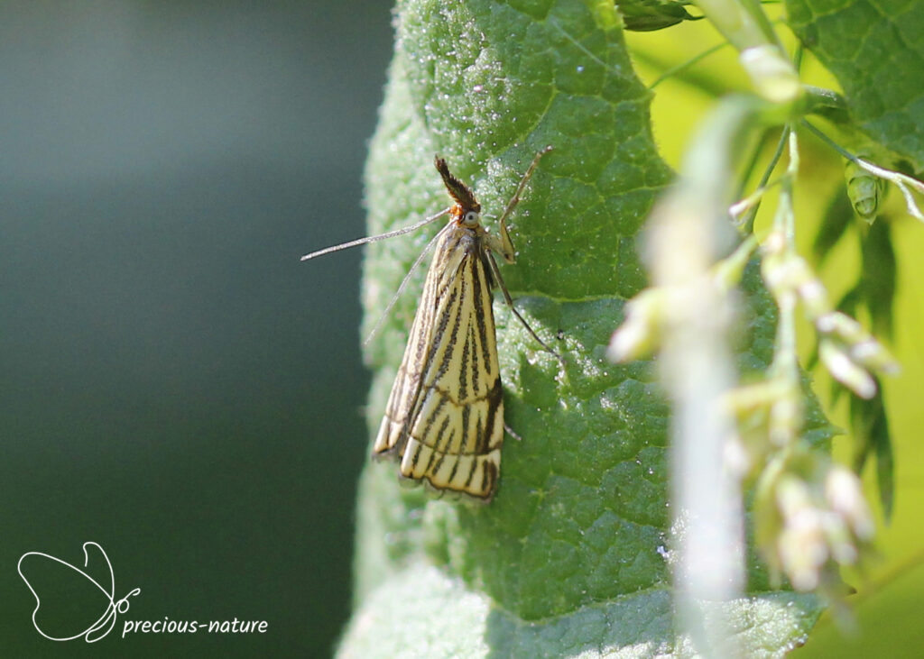 Chrysocrambus craterella - 2025