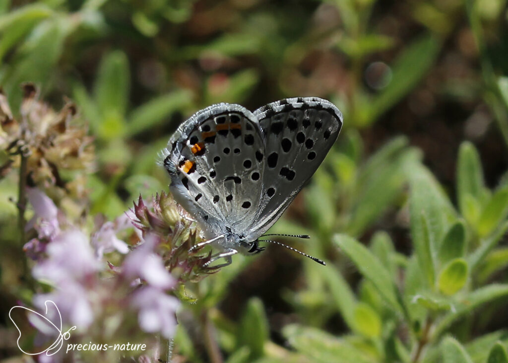 Baton Blue - 2025
