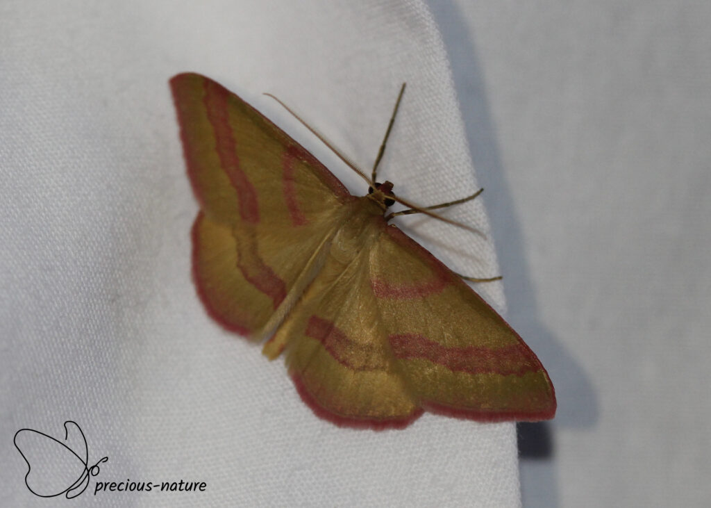 Rhodostrophia calabra - 2025