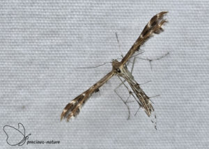 Streepzaadvedermot - 2025