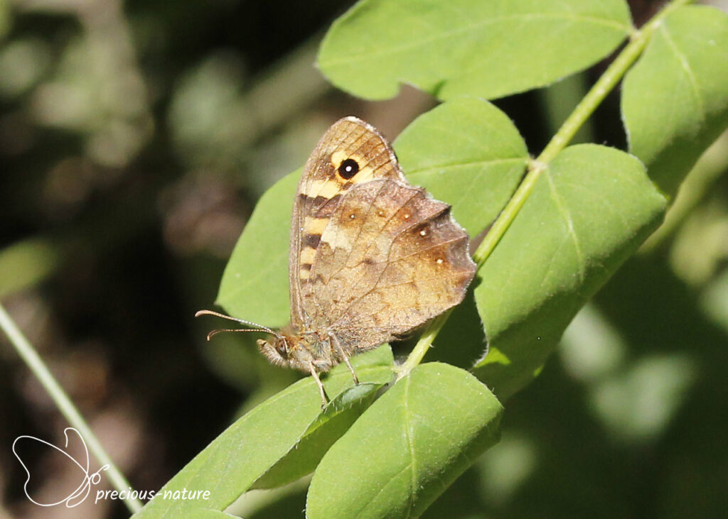Speckeled Wood - 2025