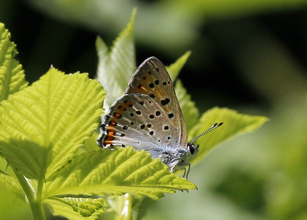 Purple-shot Copper - 2025