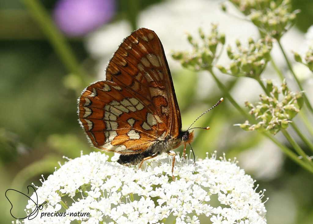 Roodbonte parelmoervlinder - 2025