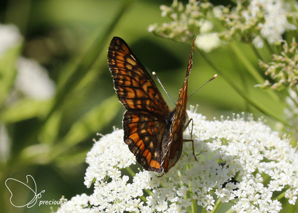 Roodbonte parelmoervlinder - 2025