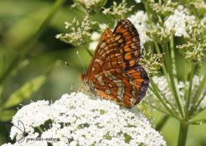 Roodbonte parelmoervlinder - 2025