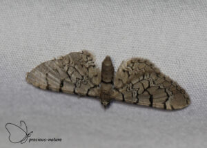 Silenedwergspanner - 2025