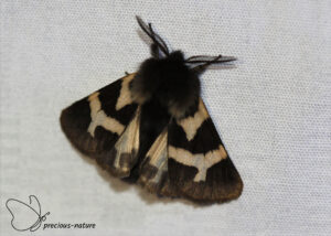 Walstrobeer (♂) - 2025