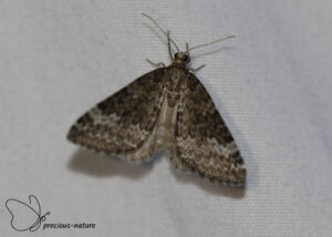 Donkere silenespanner - 2025