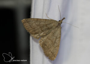 Baardsnuituil - 2025