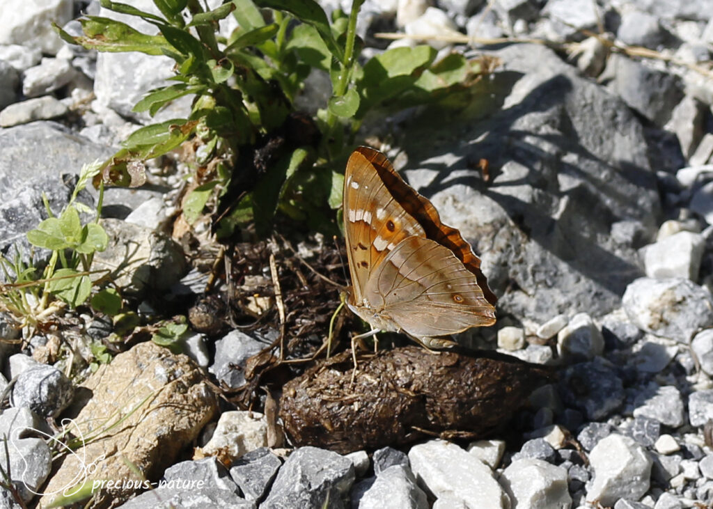 Kleine weerschijnvlinder - 2025