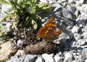 Kleine weerschijnvlinder - 2025