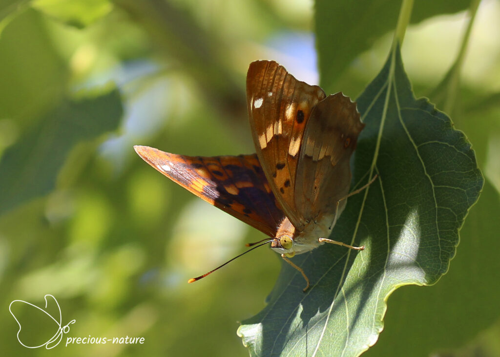 Kleine weerschijnvlinder - 2025