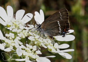 Wegedoornpage - 2025